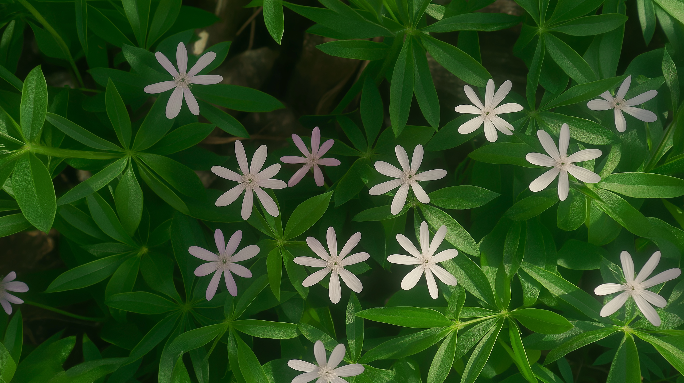 Background for PLANT SELECTION
